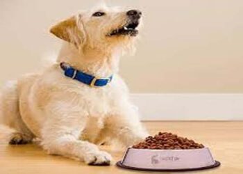 कुत्ते खाना और खिलौने क्यो छुपाते हैं? क्या वे किसी आने वाली प्रलय की आशंका में ऐसा करते हैं?