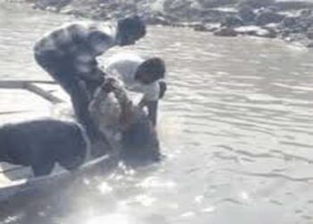 अयोध्या के सरयू नदी में मछलियों के एक लाख बच्चे छोड़े गए