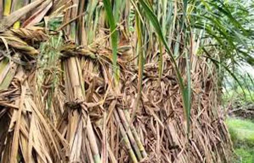 उत्तर प्रदेश की 21 चीनी मिलों ने शुरू किया गन्ना पेराई कार्य