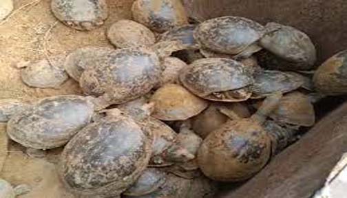 इटावा में लुप्तप्राय प्रजाति के 197 कछुए बरामद, दो तस्कर गिरफ्तार