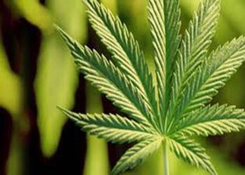 भांग की सूक्ष्म खुराक ने अल्ज़ाइमर रोगियों की पहचान क्षमता में रुकावट को थामा