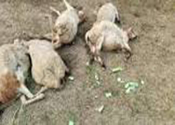 लखनऊ में 170 भेड़ों की रहस्यमय तरीके से मौत, मुख्यमंत्री ने दिए जांच के आदेश