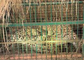 बहराइच जिले में महिला पर जानलेवा हमला करने वाला तेंदुआ हुआ पिंजरे में कैद