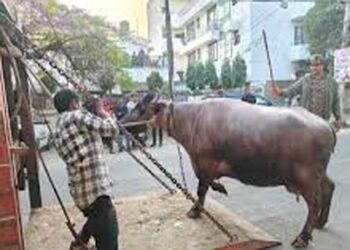 गाजियाबाद में अवैध रूप से चलाई जा रही डेयरियों के खिलाफ कार्रवाई शुरू