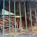 बहराइच में दहशत का पर्याय बन चुके बाघ को बेहोश कर किया पिंजरे में कैद
