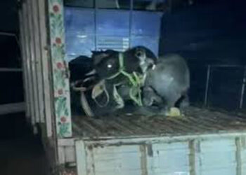 आजमगढ़ में गौशाला से पशु तस्करी; ग्राम प्रधान समेत तीन लोगों पर मुकदमा दर्ज