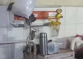गोंडा मेडिकल कॉलेज में चूहों का आतंक; जिलाधिकारी ने दिए कार्रवाई के आदेश