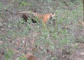 महाराजगंज में जंगल के पास तेंदुए ने महिला को मार डाला