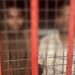 गोरखपुर एम्स में महिला चिकित्सक से दुर्व्यवहार; सूरज, अमृत को पुलिस ने किया गिरफ्तार