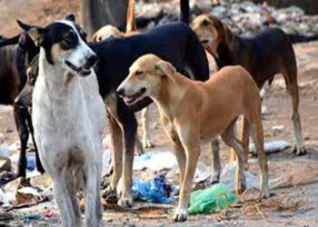 गोंडा में आवारा कुत्तों के हमले में पांच वर्षीय बच्ची की मौत