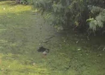 मथुरा में लापता लड़के का शव तालाब में मिला, तंत्र-मंत्र के लिए हत्या किए जाने की आशंका