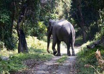 बहराइच में जंगली हाथी के हमले में महिला की मौत, उसके दो बेटे घायल