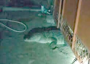 मेरठ में आधी रात सड़क पर दिखा मगरमच्छ, दो घंटे की कड़ी मशक्कत के बाद गंगा नदी में छोड़ा