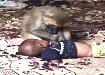 Video, मुजफ्फरनगर में बंदर के चंगुल में 3 महीने की बच्ची! बच्ची डेढ़ घंटे तक बंधक, रेस्क्यू के दौरान बंदर ने 3-4 लोगों को काटा?