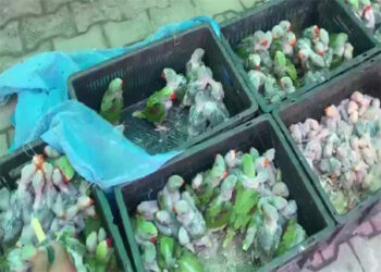 बागपत में दुर्लभ प्रजाति के तोतों के 170 बच्चे बरामद, तीन तस्कर गिरफ्तार