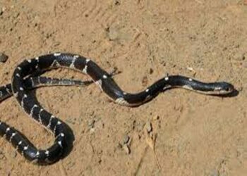 त्रिशूर में सांप के डसने से आठ वर्षीय बच्चे की मौत, घर में मिले कई करैत; तलाश अभियान जारी