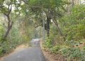 मवई ब्लॉक मुख्यालय को जोड़ने वाला कोटवा सिपाहिया संपर्क मार्ग पर विद्युत लाइन पर गिरा पेड़ दे रहा है बड़े हादसे को दावत