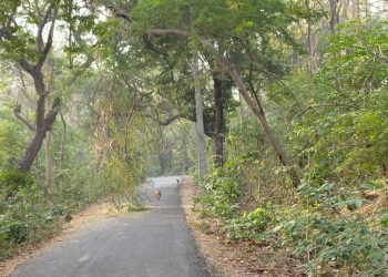 मवई ब्लॉक मुख्यालय को जोड़ने वाला कोटवा सिपाहिया संपर्क मार्ग पर विद्युत लाइन पर गिरा पेड़ दे रहा है बड़े हादसे को दावत
