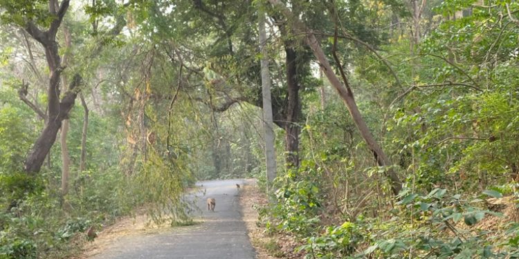 मवई ब्लॉक मुख्यालय को जोड़ने वाला कोटवा सिपाहिया संपर्क मार्ग पर विद्युत लाइन पर गिरा पेड़ दे रहा है बड़े हादसे को दावत