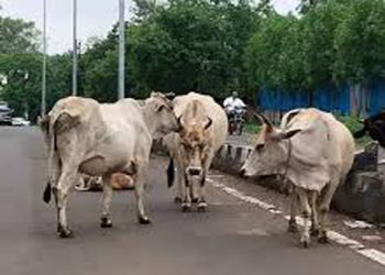 गाय को ‘राष्ट्रीय पशु’ घोषित करने की जमीयत की मांग पर मुस्लिम संगठन लामबंद