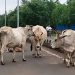 गाय को ‘राष्ट्रीय पशु’ घोषित करने की जमीयत की मांग पर मुस्लिम संगठन लामबंद
