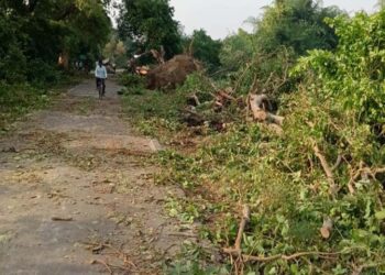मवई क्षेत्र में पांच मिनट की चक्रवाती आंधी ने मची तबाही; सैकड़ो पेड़ व 30 बिजली के खंभे टूटे