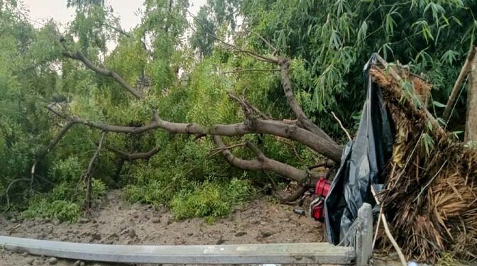 रुदौली : चक्रवाती तूफान के चलते जनजीवन हुआ अस्त व्यस्त; नीम का पेड़ गिरने से गिरा विधुत पोल व दब गया छप्पर