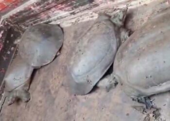 अयोध्या में कछुआ तस्करी का भंडाफोड़, वाहन समेत तस्कर गिरफ्तार