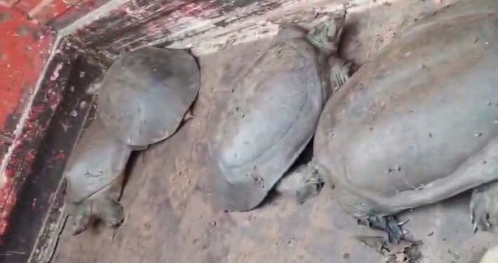 अयोध्या में कछुआ तस्करी का भंडाफोड़, वाहन समेत तस्कर गिरफ्तार