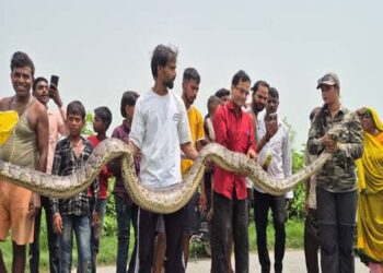 लखीमपुर में किसान के धान की फसल मे मिला 22 फीट का विशाल अजगर, जंगल में वापस छोड़ा