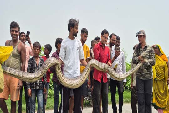 लखीमपुर में किसान के धान की फसल मे मिला 22 फीट का विशाल अजगर, जंगल में वापस छोड़ा