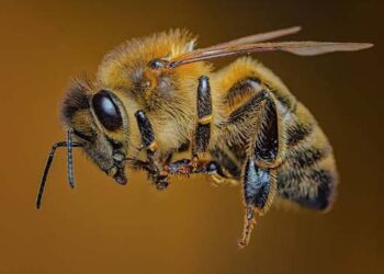 क्या Honeybees भावनाएं महसूस करती हैं? क्या मधुमक्खियां भी मुस्कुराती हैं? उनके चेहरे के छोटे-छोटे संकेत खोल सकते हैं उनके ‘मन’ के राज