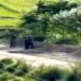 Watch, Ukhrul in Manipur ज़िले में घात लगाकर जानलेवा हमले में असम राइफल्स के दो बहादुर जवान शहीद; घेराबंदी और तलाशी अभियान शुरू