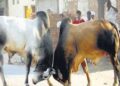 भदोही जिले में सांड ने सींग से उठाकर पटक; मां-बेटे की मौत