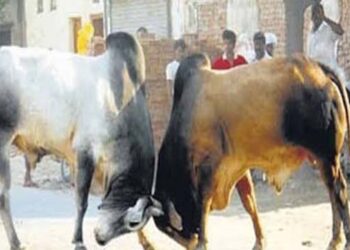 भदोही जिले में सांड ने सींग से उठाकर पटक; मां-बेटे की मौत
