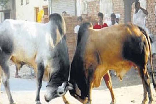 भदोही जिले में सांड ने सींग से उठाकर पटक; मां-बेटे की मौत